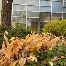 Attēlu rezultāti vaicājumam “Polygonatum odoratum leaf”