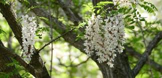 Attēlu rezultāti vaicājumam “Robinia pseudoacacia”