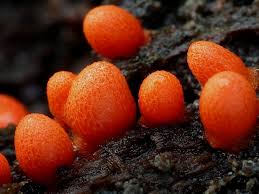 Attēlu rezultāti vaicājumam “Lycogala conicum macro”