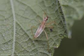 Attēlu rezultāti vaicājumam “Nabidae”