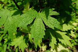 Attēlu rezultāti vaicājumam “Leonurus cardiaca leaf”