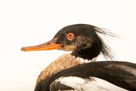 Attēlu rezultāti vaicājumam “Mergus serrator”