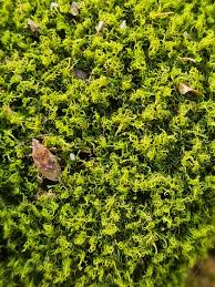 Attēlu rezultāti vaicājumam “Dicranum montanum sporophyte”