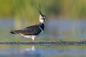 Attēlu rezultāti vaicājumam “Vanellus vanellus adult”