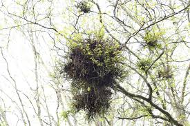 Attēlu rezultāti vaicājumam “Taphrina betulina”