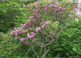 Attēlu rezultāti vaicājumam “Rhododendron catawbiense”