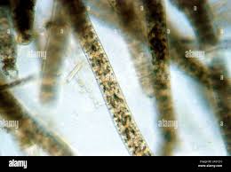 Attēlu rezultāti vaicājumam “Cyanophyta”