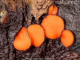 Attēlu rezultāti vaicājumam “Scutellinia scutellata”