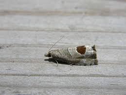 Attēlu rezultāti vaicājumam “Notocelia uddmanniana”