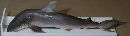 Image result for Carcharhinus acronotus