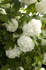 Attēlu rezultāti vaicājumam “Viburnum opulus flower”