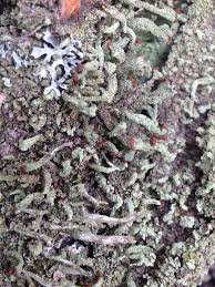 Attēlu rezultāti vaicājumam “Cladonia parasitica”