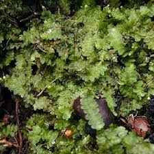 Attēlu rezultāti vaicājumam “Calypogeia integristipula”