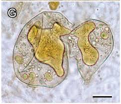 Attēlu rezultāti vaicājumam “Lycogala miserum macro”