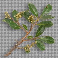 Attēlu rezultāti vaicājumam “Salix caprea fruit”