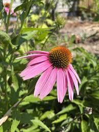 Image result for Echinacea purpurea