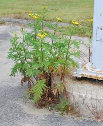 Image result for Tanacetum vulgare