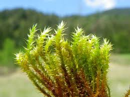 Attēlu rezultāti vaicājumam “Campylium stellatum”