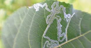 Attēlu rezultāti vaicājumam “Microrrhinum minus leaf”