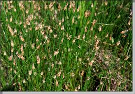Attēlu rezultāti vaicājumam “Eleocharis palustris flower”
