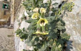 Image result for bilsenkraut