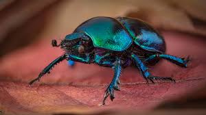 Attēlu rezultāti vaicājumam “Trypocopris vernalis”