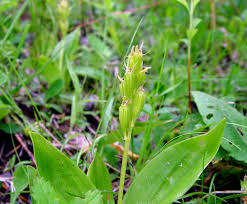 Attēlu rezultāti vaicājumam “Liparis loeselii flower”