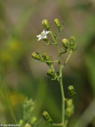 Attēlu rezultāti vaicājumam “Thesium ebracteatum”