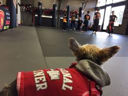 Image result for Dallo Martial Arts