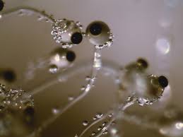 Attēlu rezultāti vaicājumam “Pilobolus crystallinus”