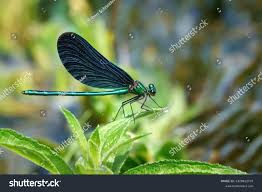 Attēlu rezultāti vaicājumam “Calopteryx virgo male”
