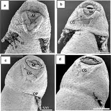 Attēlu rezultāti vaicājumam “Pseudepidalea viridis adult”