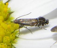 Attēlu rezultāti vaicājumam “Glyphipterigidae”