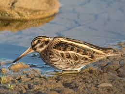 Image result for Lymnocryptes minimus