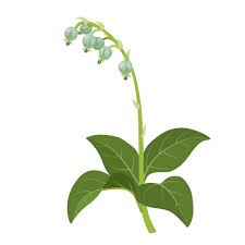 Attēlu rezultāti vaicājumam “Orthilia secunda fruit”