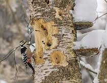 Attēlu rezultāti vaicājumam “Dendrocopos leucotos female”