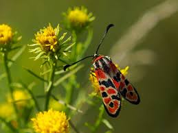 Attēlu rezultāti vaicājumam “Zygaena sp.”