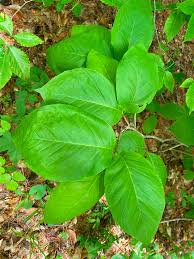 Attēlu rezultāti vaicājumam “Magnolia acuminata leaf”