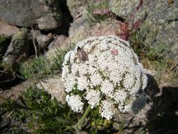 Image result for Daucus carota