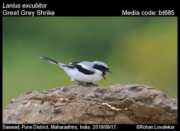 Attēlu rezultāti vaicājumam “Lanius excubitor adult”