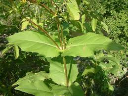 Attēlu rezultāti vaicājumam “Inula helenium leaf”