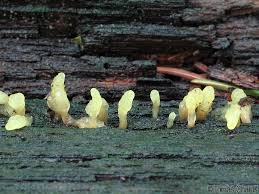 Attēlu rezultāti vaicājumam “Calocera glossoides”