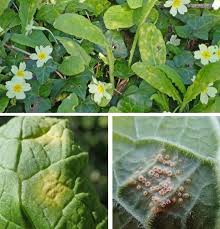 Attēlu rezultāti vaicājumam “Melampsora populnea”