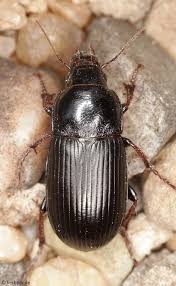 Attēlu rezultāti vaicājumam “Pseudoophonus rufipes”