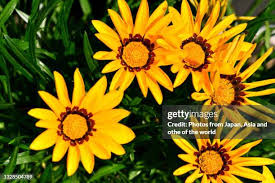 Image result for Gazanien