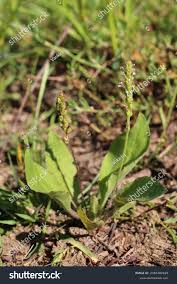 Attēlu rezultāti vaicājumam “Plantago major subsp. intermedia leaf”