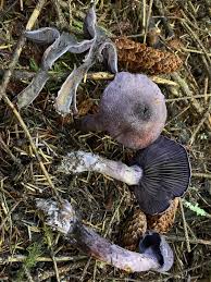 Attēlu rezultāti vaicājumam “Cortinarius violaceus”
