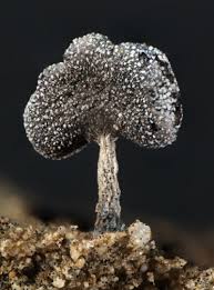 Attēlu rezultāti vaicājumam “Physarum compressum”