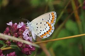 Attēlu rezultāti vaicājumam “Plebejus argyrognomon”