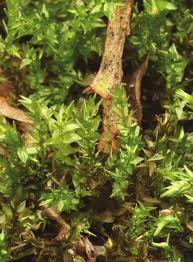 Attēlu rezultāti vaicājumam “Calliergon cordifolium”